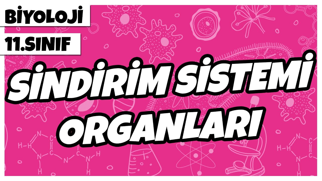 11. Sınıf Biyoloji - Sindirim Sistemi Organları (Ağız – Yutak – Yemek Borusu) | 2022