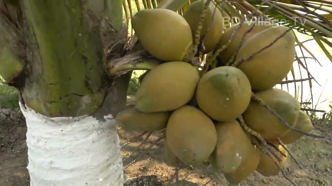 Beautiful Village Farm | Natural View of Bangladesh Village 