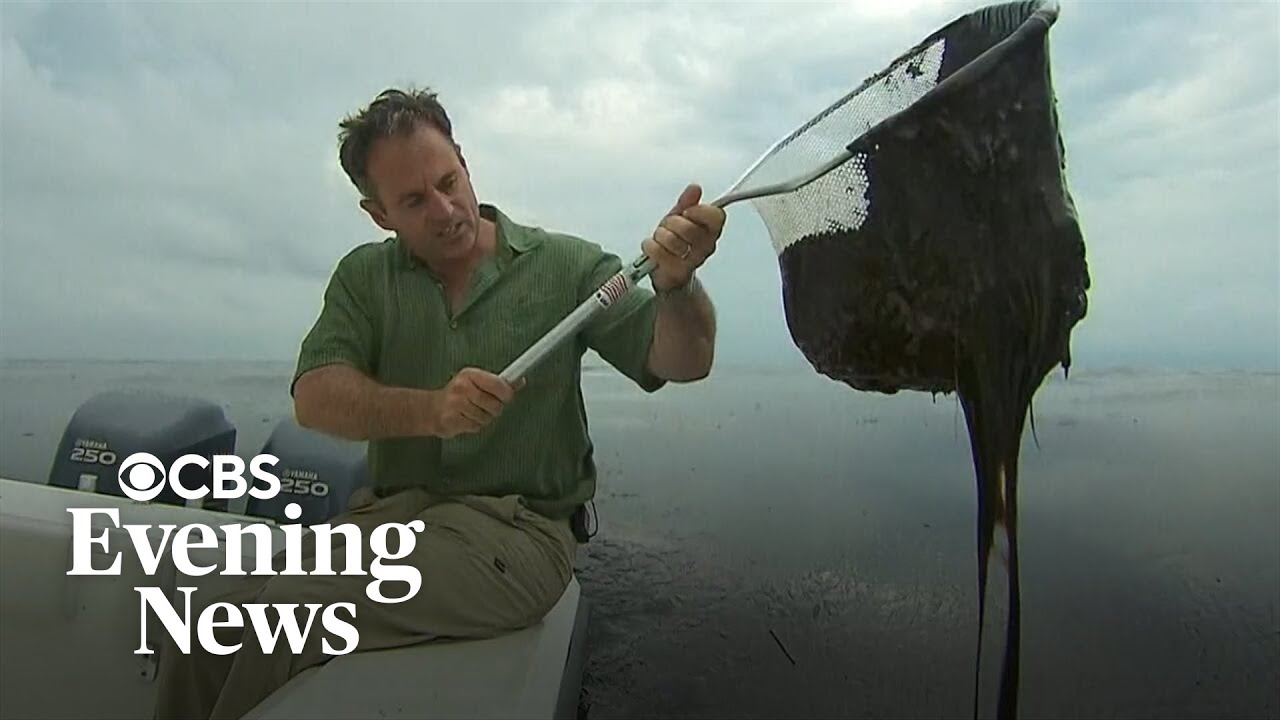 Where recovery efforts stand 15 years after BP oil spill