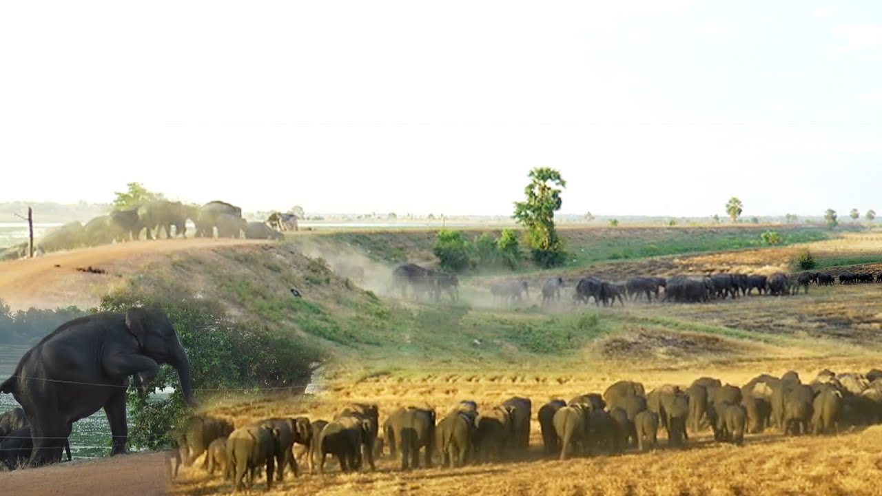 Epic migration of massive herd of Elephants through their ancestral routes