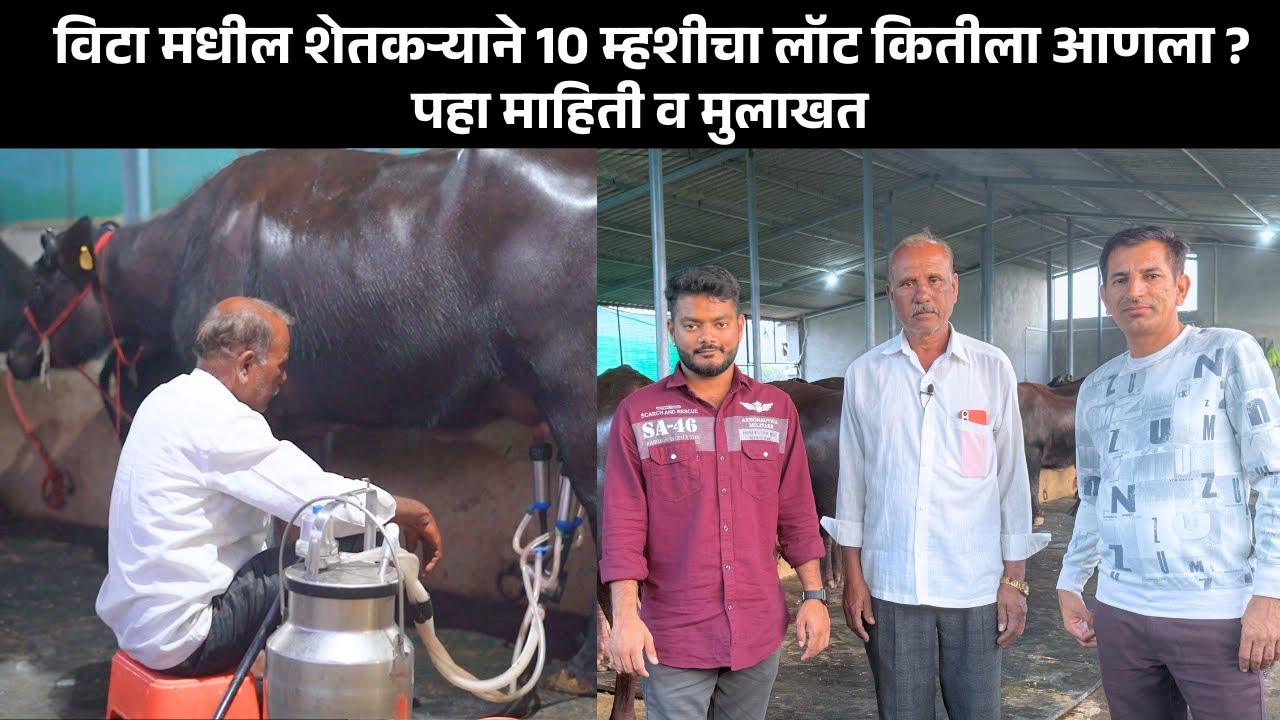 विटा मधील शेतकऱ्याने 10 म्हशीचा लॉट कितीला आणला? पहा माहिती व मुलाखत | Dairy Farming in Maharashtra