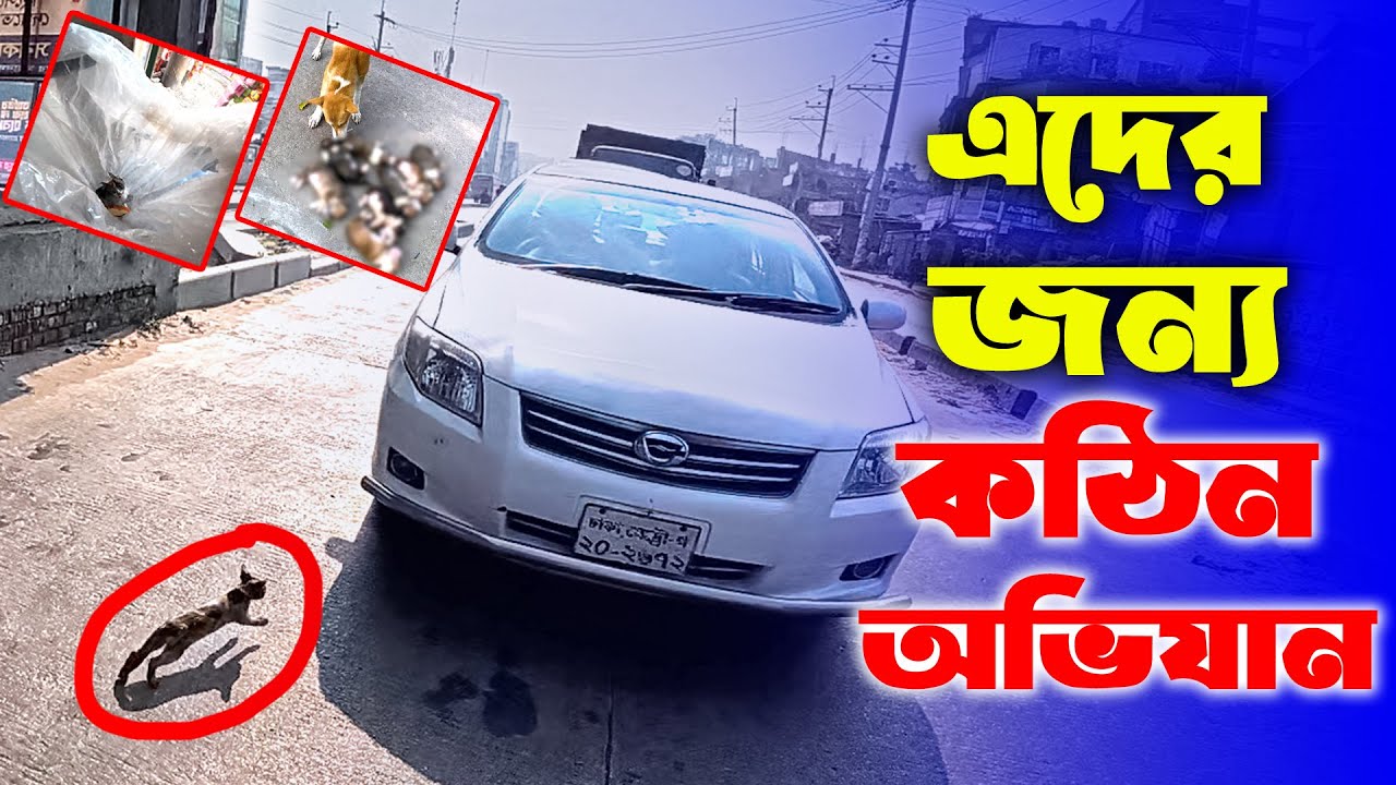 কুকুর ছানার পর বিড়াল ছানার জন্য শ্বাসরুদ্ধকর অভিযান🤲 | Motivational Video | Animal Lover | Cat Lover