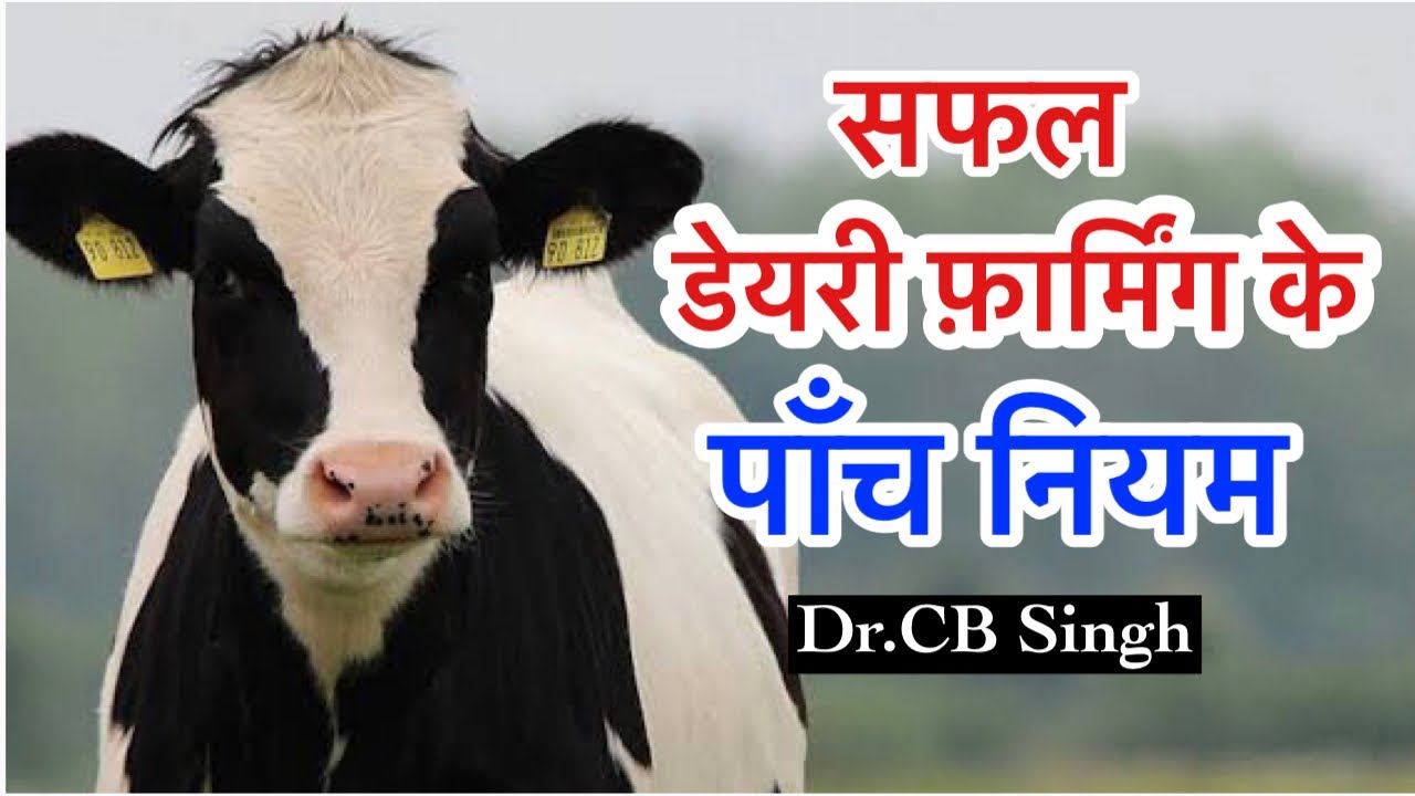 सफल डेयरी फ़ार्मिंग के पाँच नियम | Dairy Farming kaise karen | Dairy Farm | Dairy Ustaad