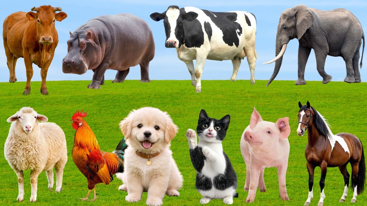 🌿 Ch&oacute;, M&egrave;o, Heo & G&agrave; &ldquo;Cất Giọng Dễ Thương&rdquo; &ndash; Đồng Qu&ecirc; Ngập Tr&agrave;n Kh&uacute;c Ca Mu&ocirc;n Lo&agrave;i | FarmAnimals🐶🐱🐷🐓