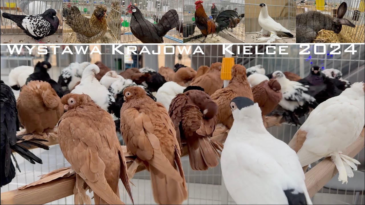 Wystawa Krajowa Kielce 2024 Gołębie Rasowe, Drób Rasowy i Króliki