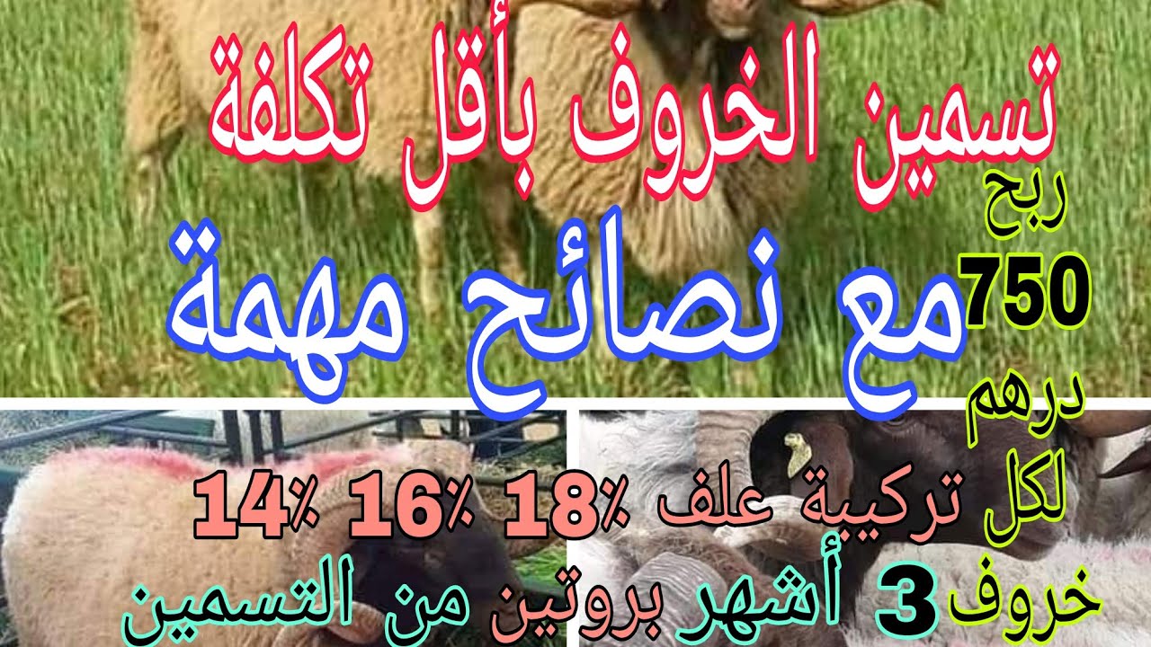 تسمين الخروف : بأقل تكلفة مع نصائح مهمة