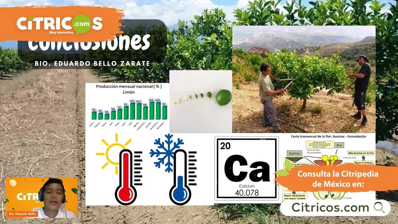 Floración y amarre en limón persa