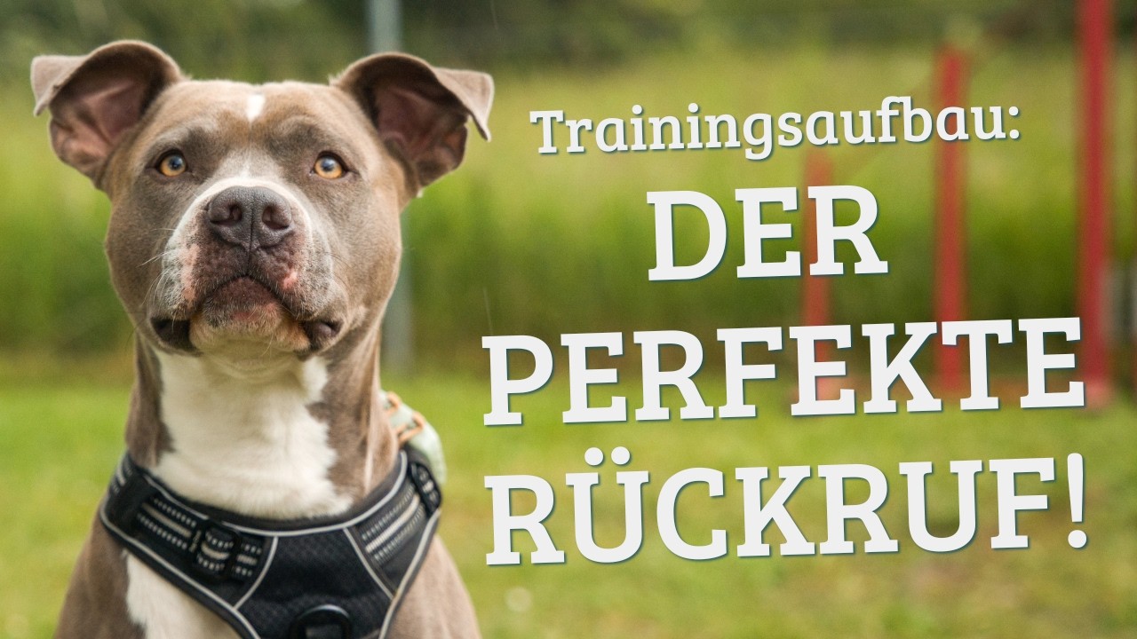 Rückruftraining mit Vito – Traininingsupdate 3. Stunde