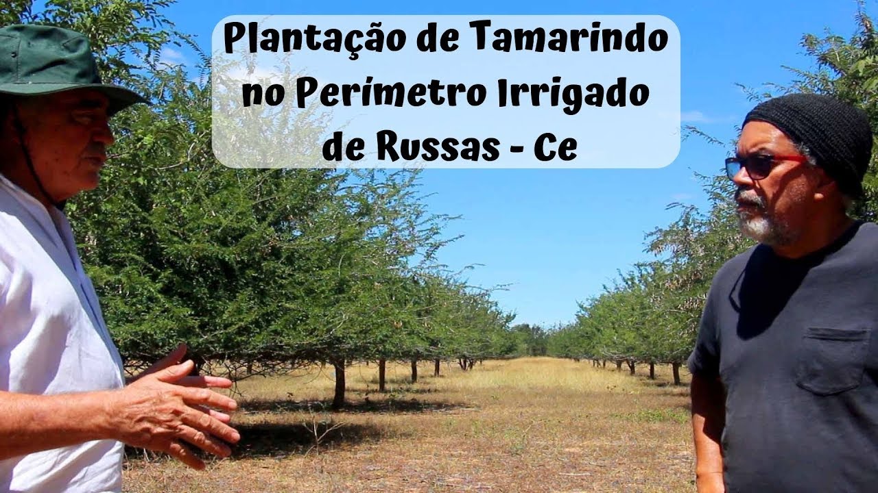 Plantação de Tamarindo no Perímetro Irrigado em Russas CE