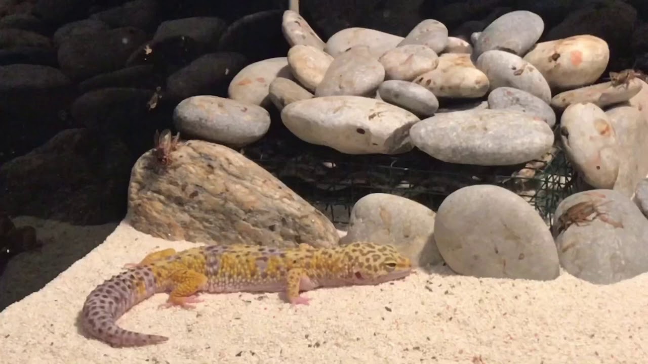 Nata vega da ki devasa akvaryum Yılan, Örümcek, Balık, Leopar