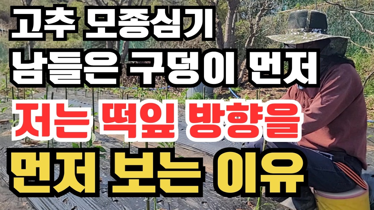 [546] 4월 초 고추 심기, 미친 짓일까? 3년 연속 탄저병 제로! 폭풍성장의 비밀 (부직포 터널 재배)
