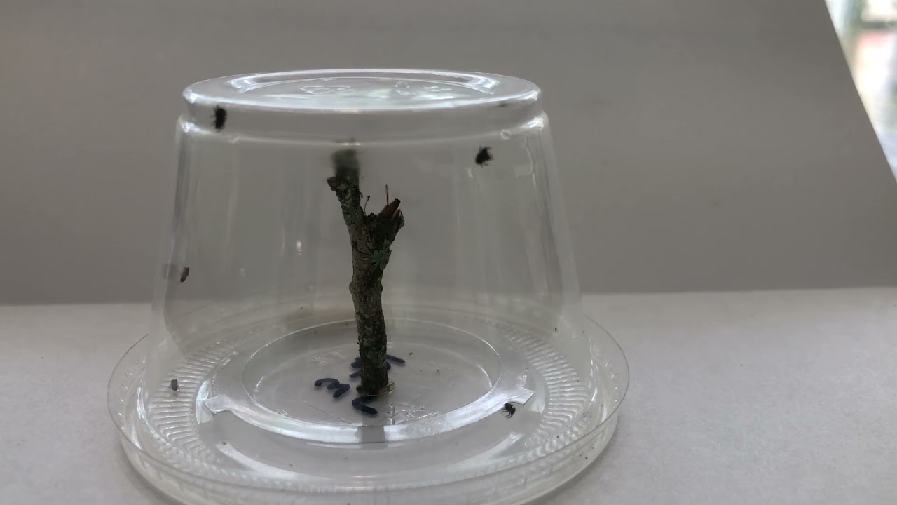 Caring For Lilith’s Regal Jumping Spiderlings
