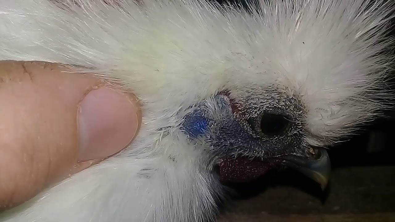Sedosa do Jap&atilde;o.