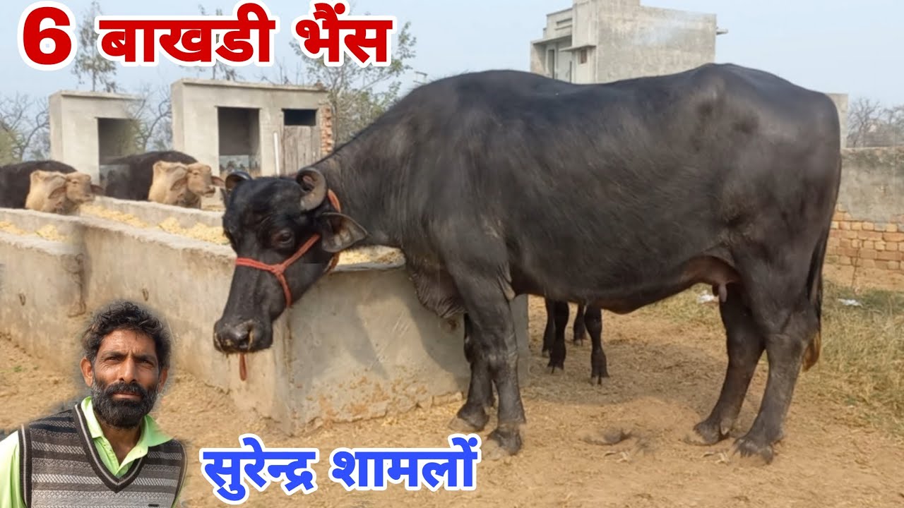 सुरेन्द्र शामलों की 6 बाखडी भैंस बिक्री के लिए उपलब्ध, सुरेन्द्र शामलों डेयरी फार्म 
