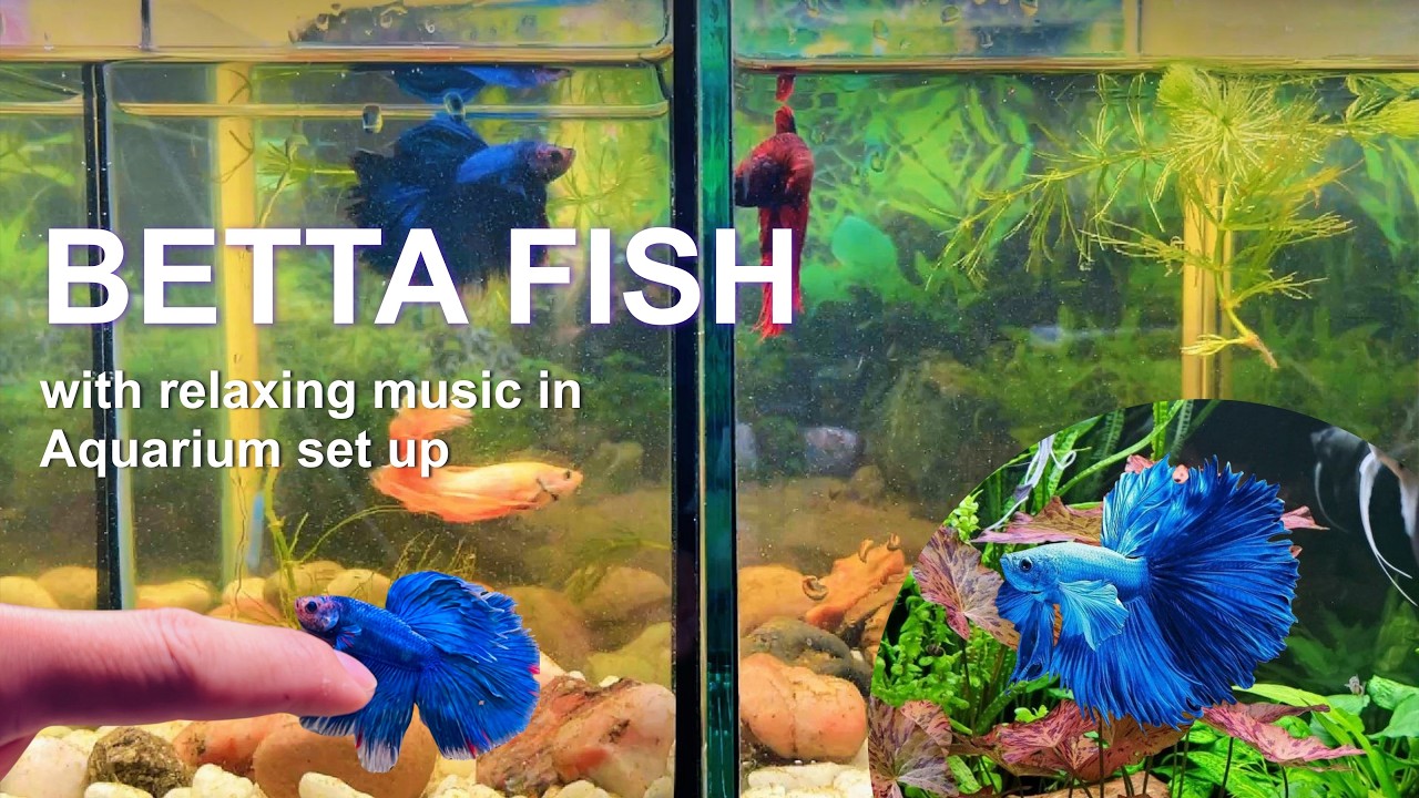 Look for the beautiful cute betta fish catching each other in the small pond I #explore168