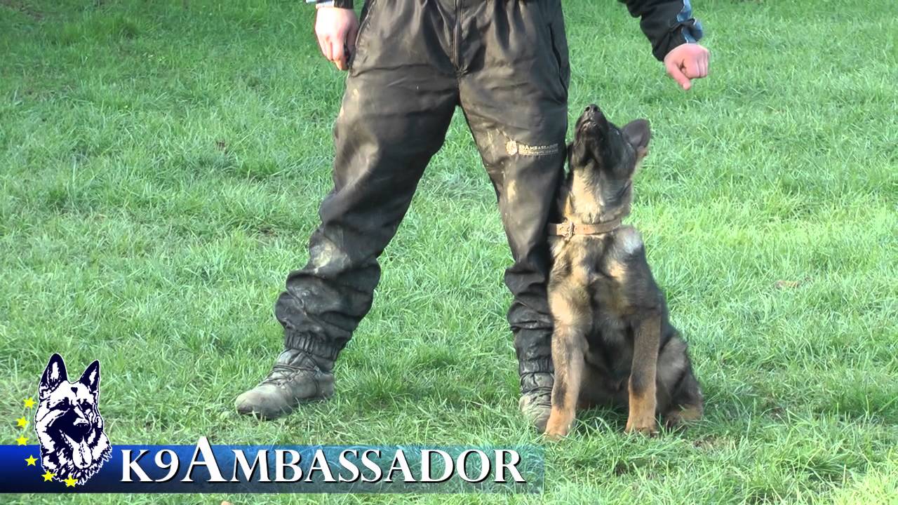 Puppy Obedience Training - Forest - 3 1/2 - 4 1/2 months old German Shepherd Dog / K9 Ambassador