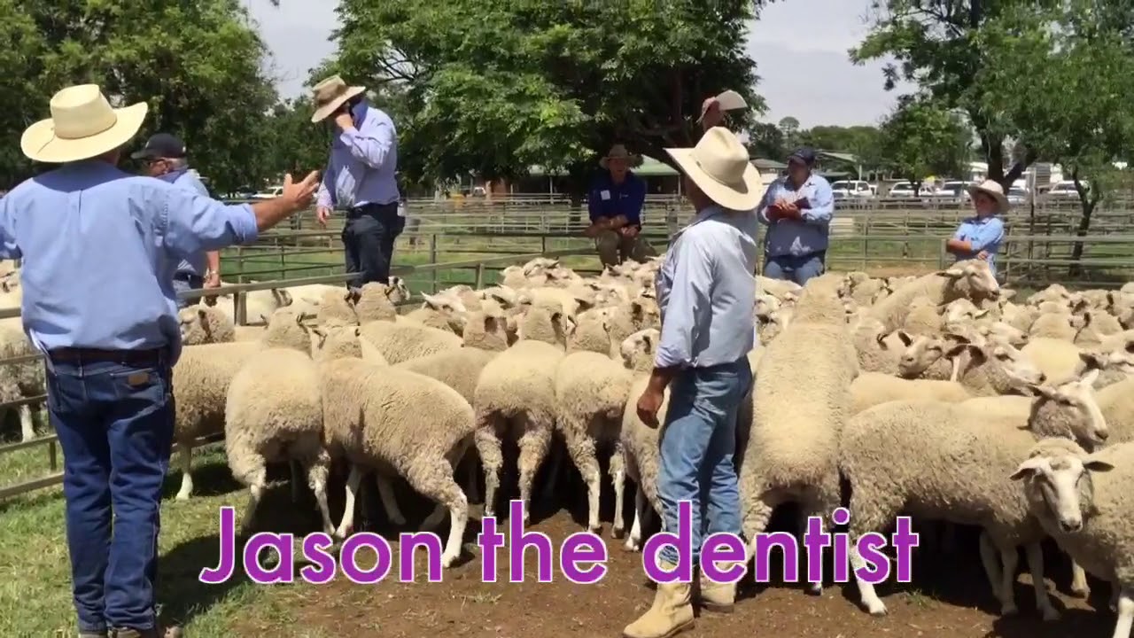 Narromine store sheep sale 201217