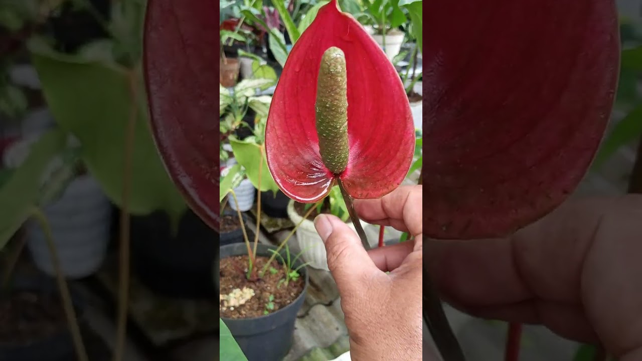 Tanaman Hias Murah tapi tidak murahan n tetap indah