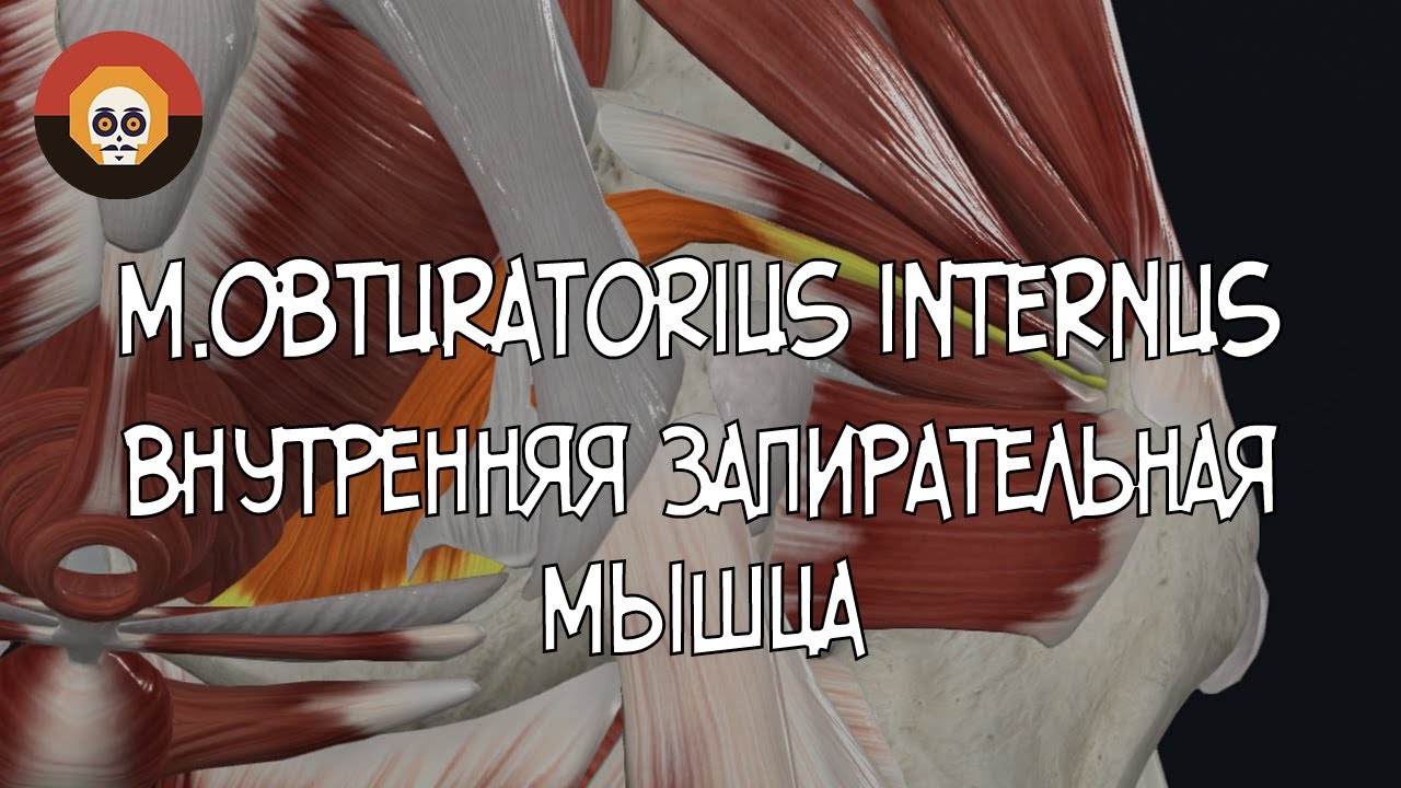 Внутренняя запирательная мышца (m. obturatorius internus) 3D Анатомия
