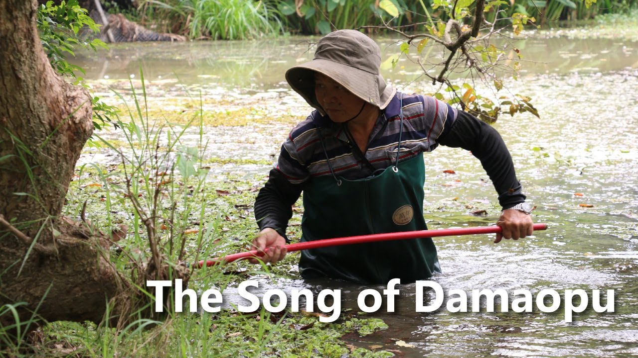The Song of Damaopu｜From Terraced Fields to Endangered Frogs｜Hakka Story