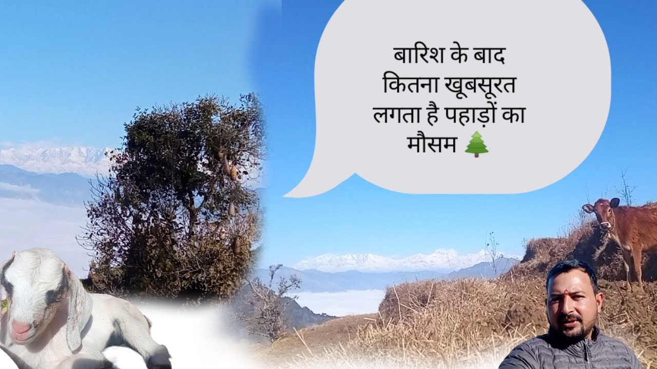 बहुत ही खूबसूरत रहा आज का मौसम.और धान बोने के लिए खेतों को किया साफ  @kamalpahadiivlogs