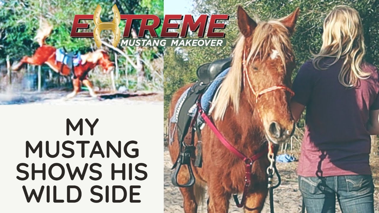 Week 2-3 Update | 2022 FL Extreme Mustang Makeover | Trouper