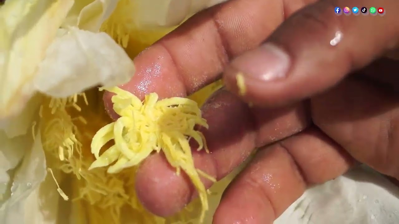 Polinización de pitahaya