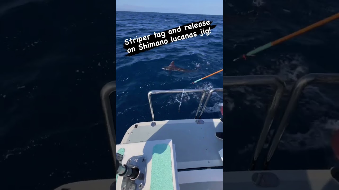 Marlin Tag-and-Release