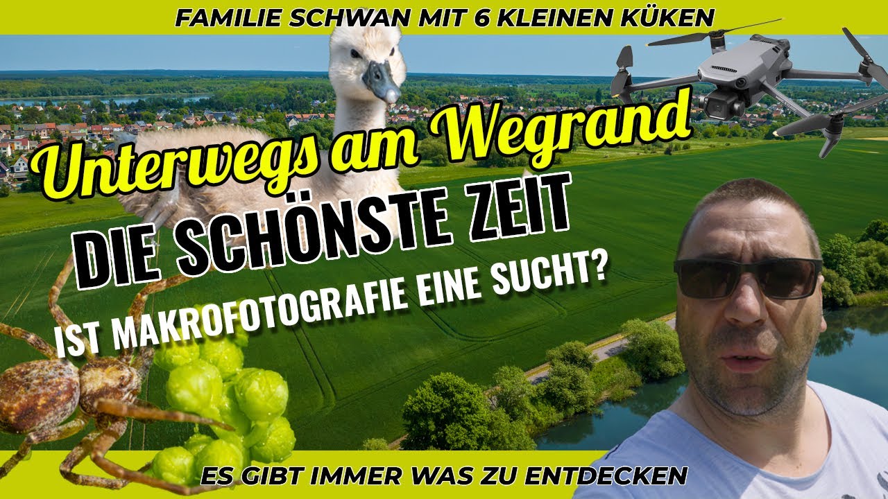 Frühling daheim - Einfach die schönste Zeit - Makrofotografie - Insekten und junge Schwäne - Küken