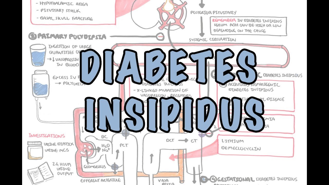 Diabetes Insipidus - Overview (causes, pathophysiology, investigations)