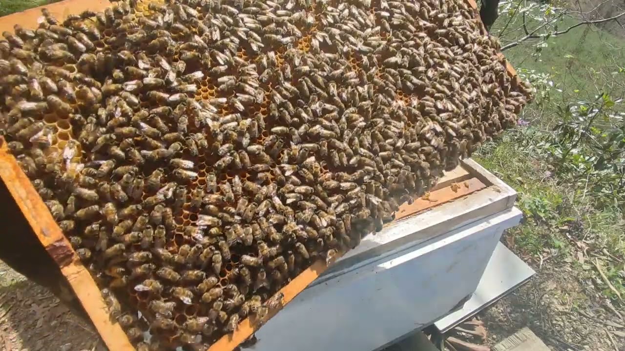 6 Nisan 2024, Arılara kat atmaya devam ediyoruz.kuluçkalık katını dolduran arılar kat istiyor.#bee
