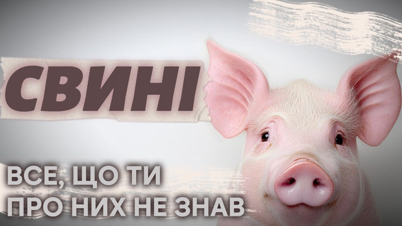 Дивовижні секрети домашніх свиней.