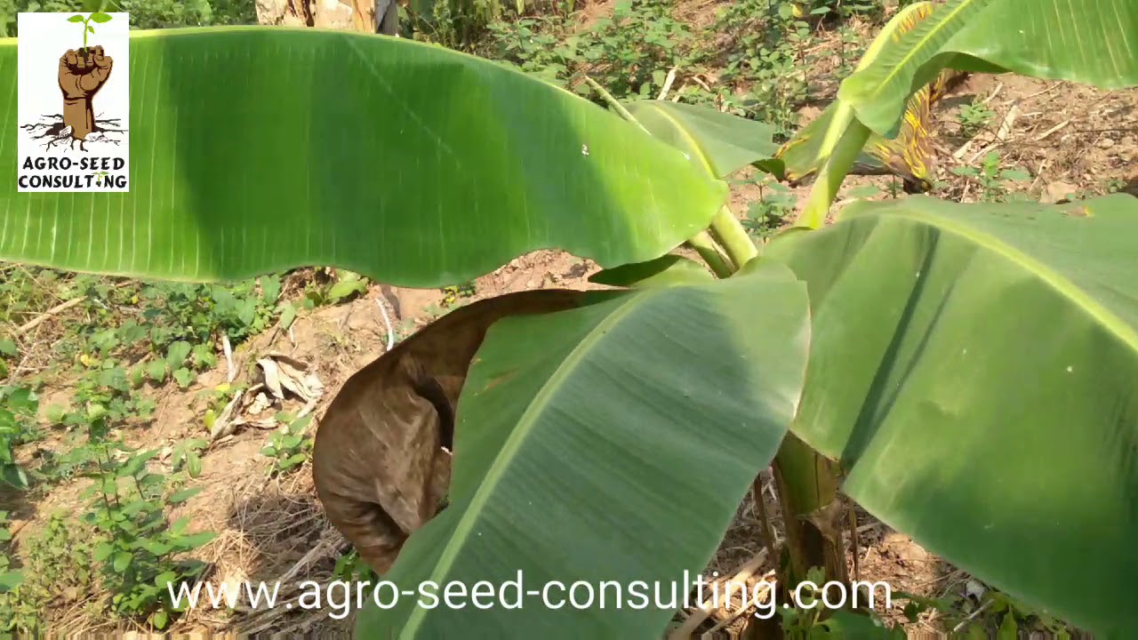 9 mois plus tard: voici à quoi ressemble notre verger de 4ha en association avec la banane Plantain