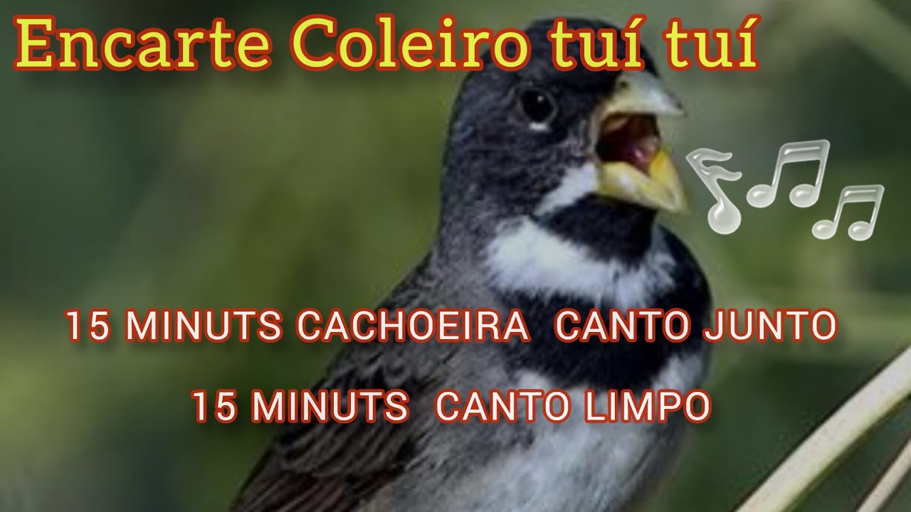 Encarte coleiro canto tuí tuí 15 minuts. com barulho cachoeira e + 15 canto limpo sem barulho .