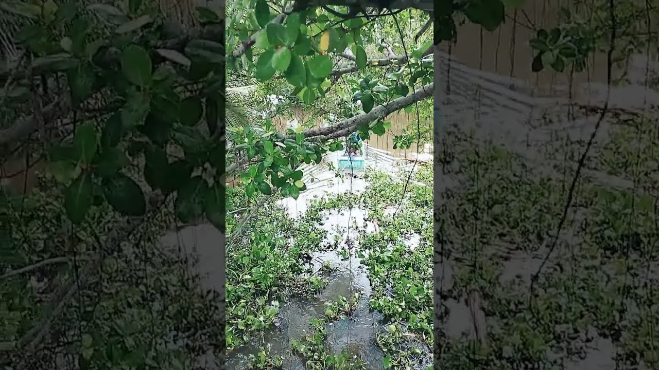 Du lịch Trần Văn Thời - Cảnh đẹp v&ugrave;ng qu&ecirc; X&atilde; Trần Hợi đẹp đến nao l&ograve;ng