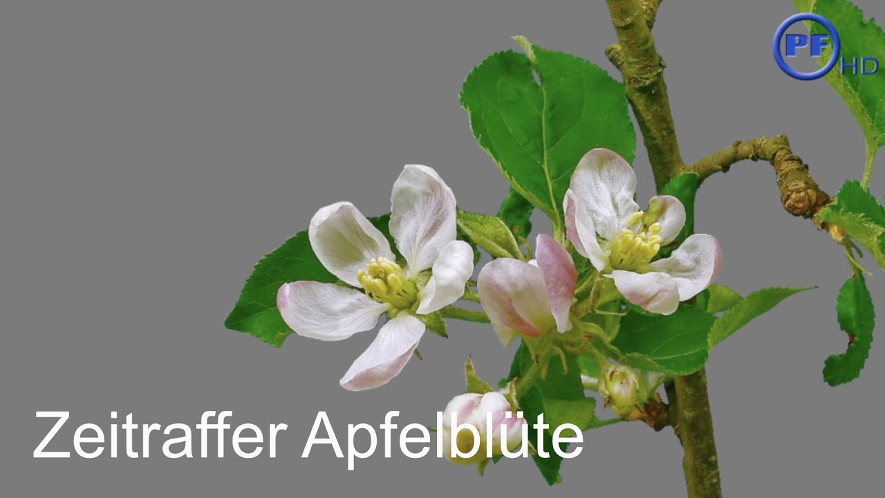 Zeitraffer Apfelbl&uuml;ten