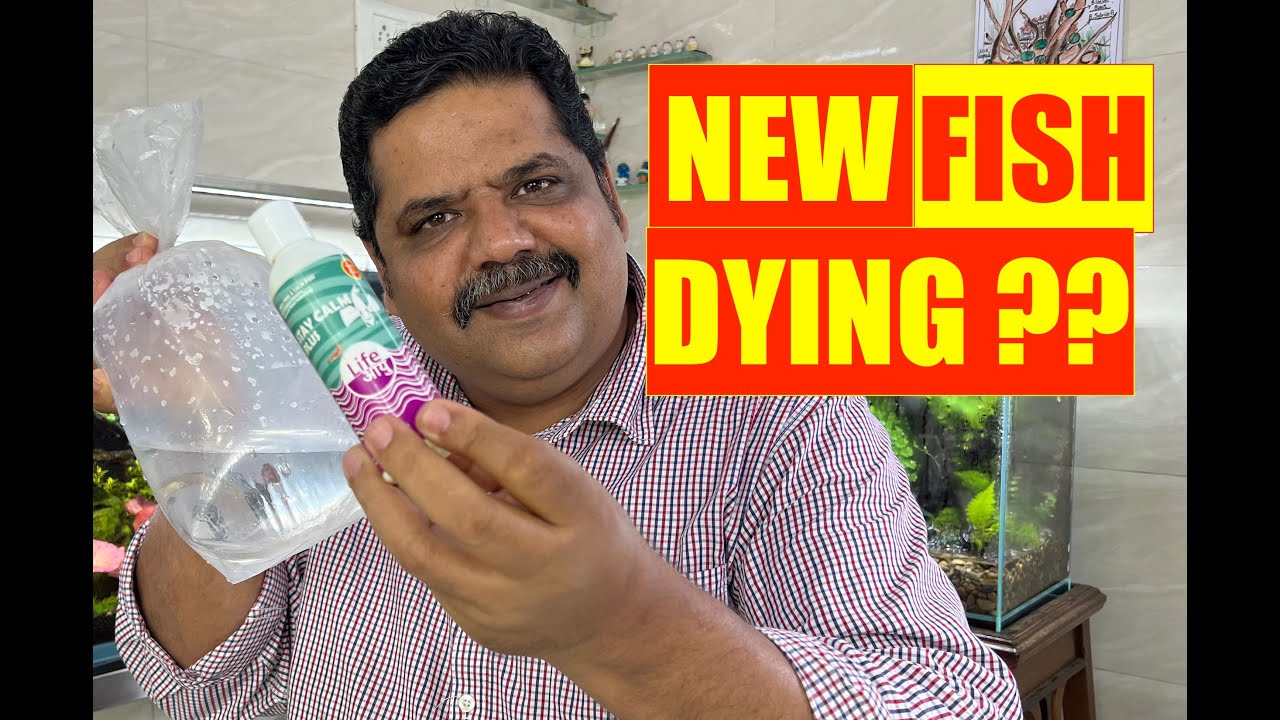 How to Make your Fish Stay Calm | Fish Dying too Soon in Aquarium | Mayur Dev Aquascaper