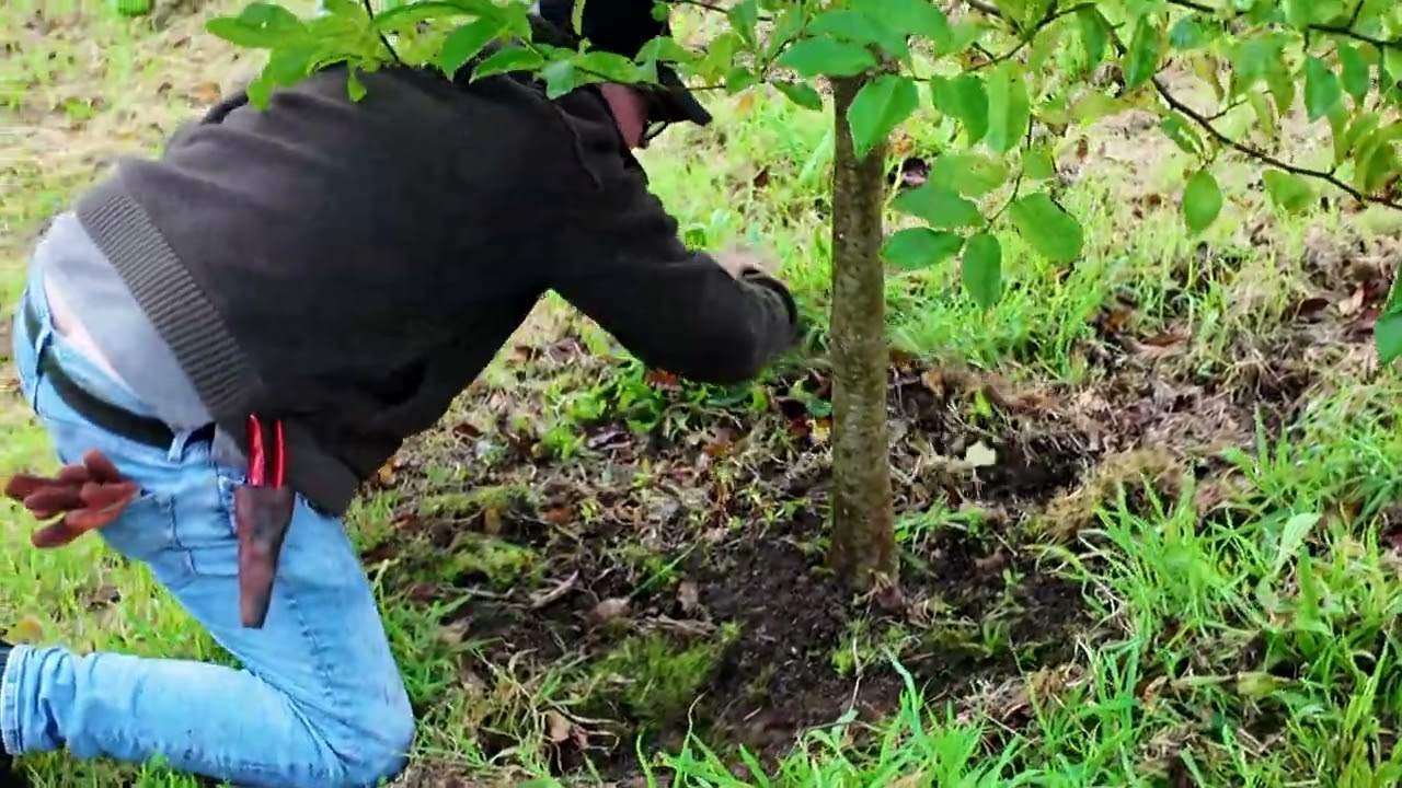 Why clear the around the base of plants