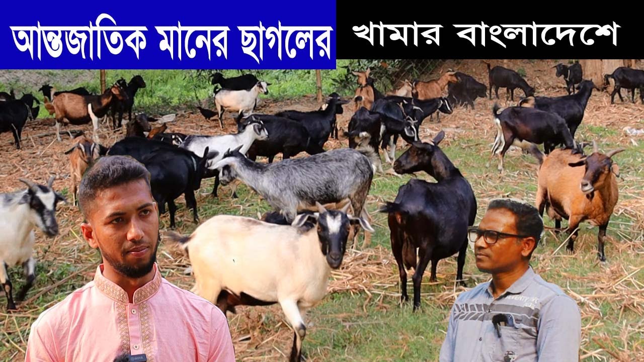 সরকারি চাকরি ছেরে ছাগল পালনে ভাগ্য ফিরেছে পাবনার শাকিল খানের । Goat Farm in Bangladesh -পর্ব -২০৩