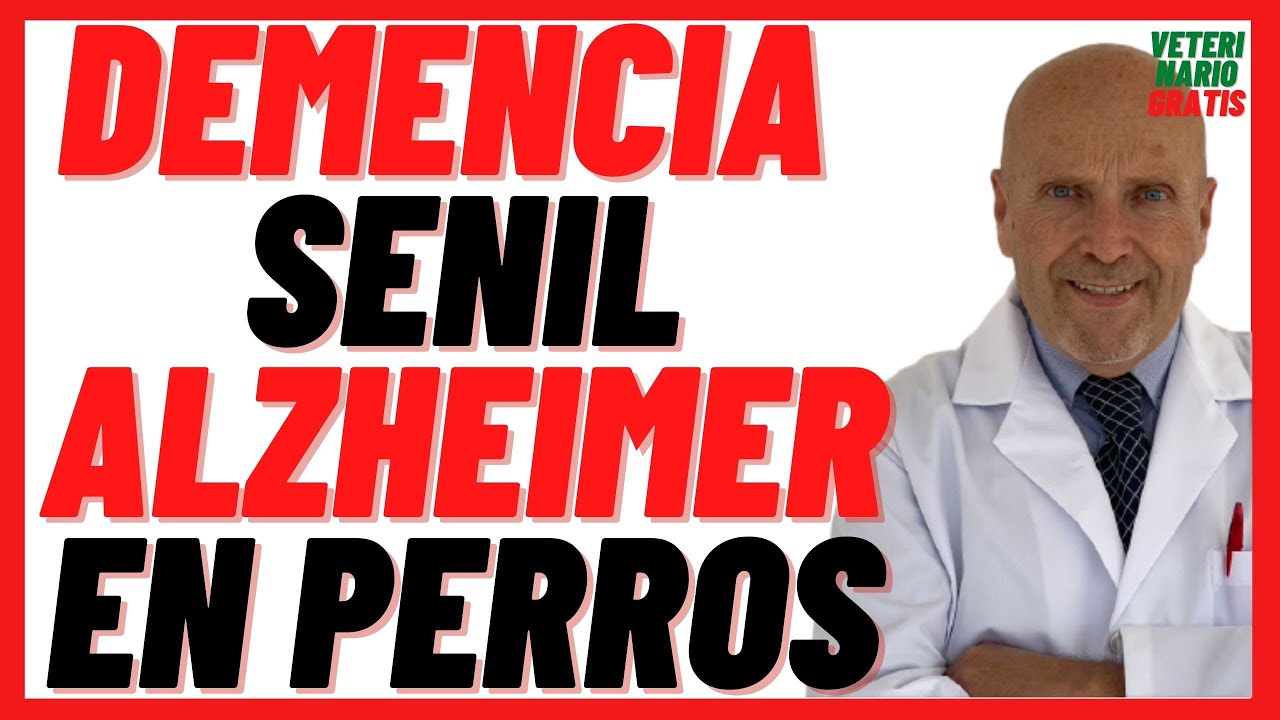 Demencia Senil o Alzheimer en Perros  🟣 Síntomas y Tratamiento, Remedios Caseros y Esperanza de Vida