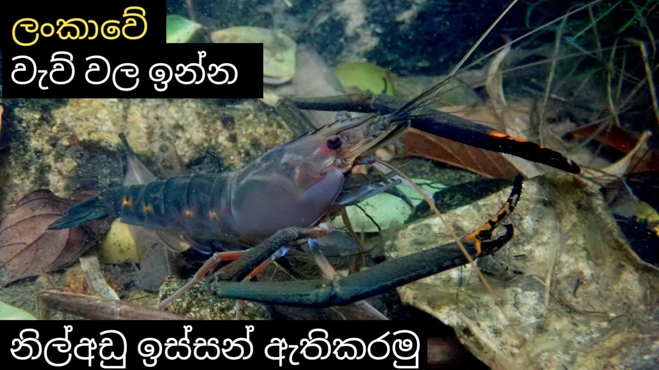 ලංකාවේ වැව් වල ඉන්න නිල් අඩු ඉස්සන් ඇතිකරමු giant blue hand shrimp srilanka