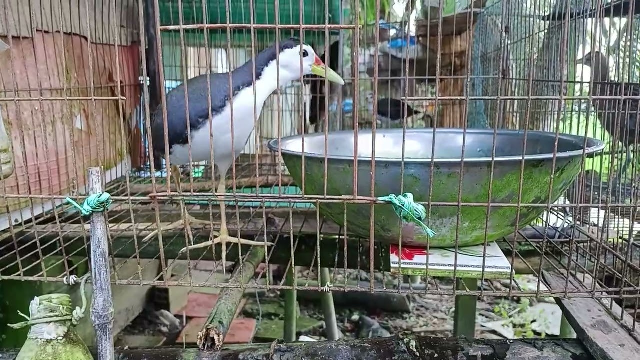 Bầy chim quốc nhà bác tư Đức....chim đổ nhà ae cần lh số đt ..0867190854 của bác tư...