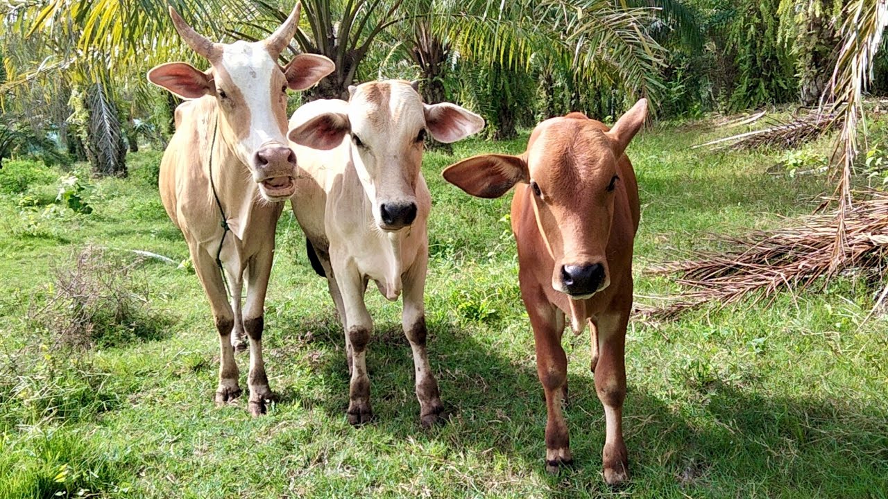 healthy mother cow and calf #cow 