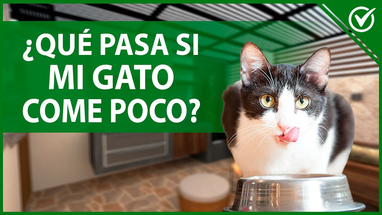 🐱 &iquest;Por qu&eacute; mi Gato Come Poco o No Come? &iquest;C&oacute;mo le Abro el Apetito a un Gato? 🐱😋