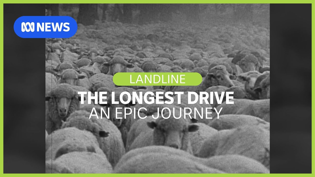 A tale of extreme endurance: The longest sheep drive in Australian history | Landline | ABC News