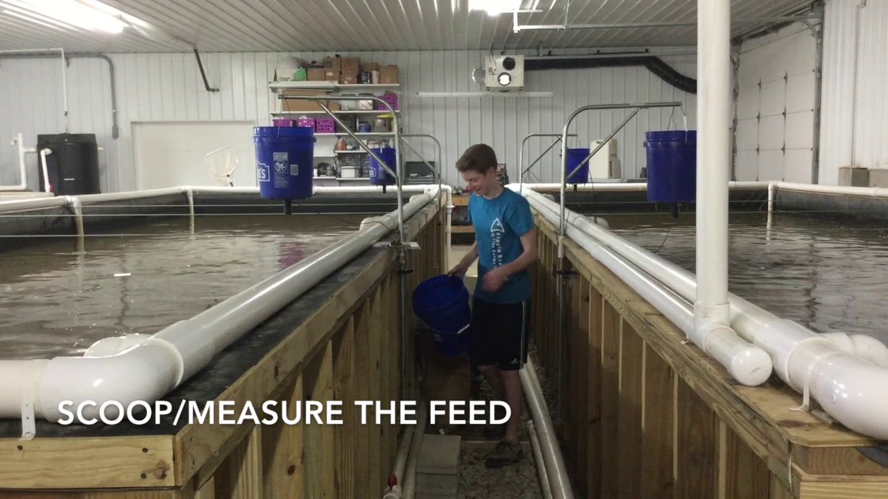 Filling Automatic Feeders