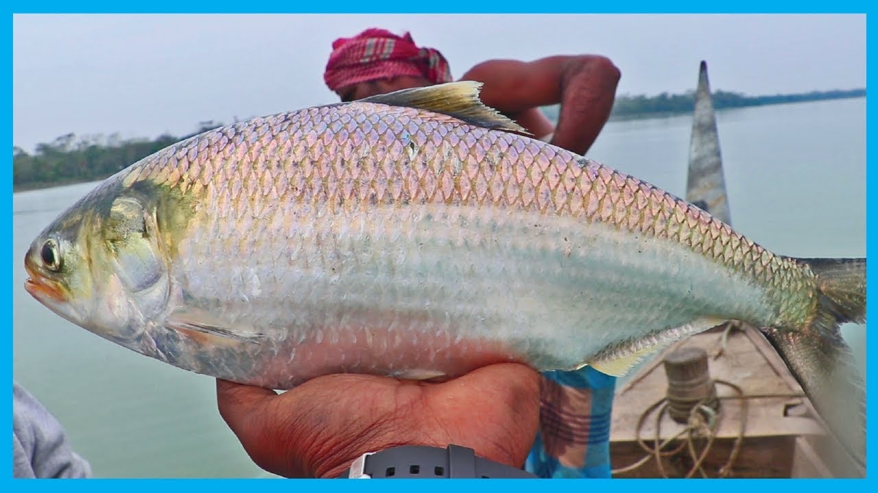 Amazing Fast Hilsa Fishing Skill (PART 141) - Catching Hilsa Fish Big in the River