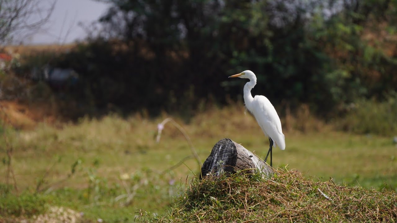 Bird Photography | Sounds of Nature | Relaxing