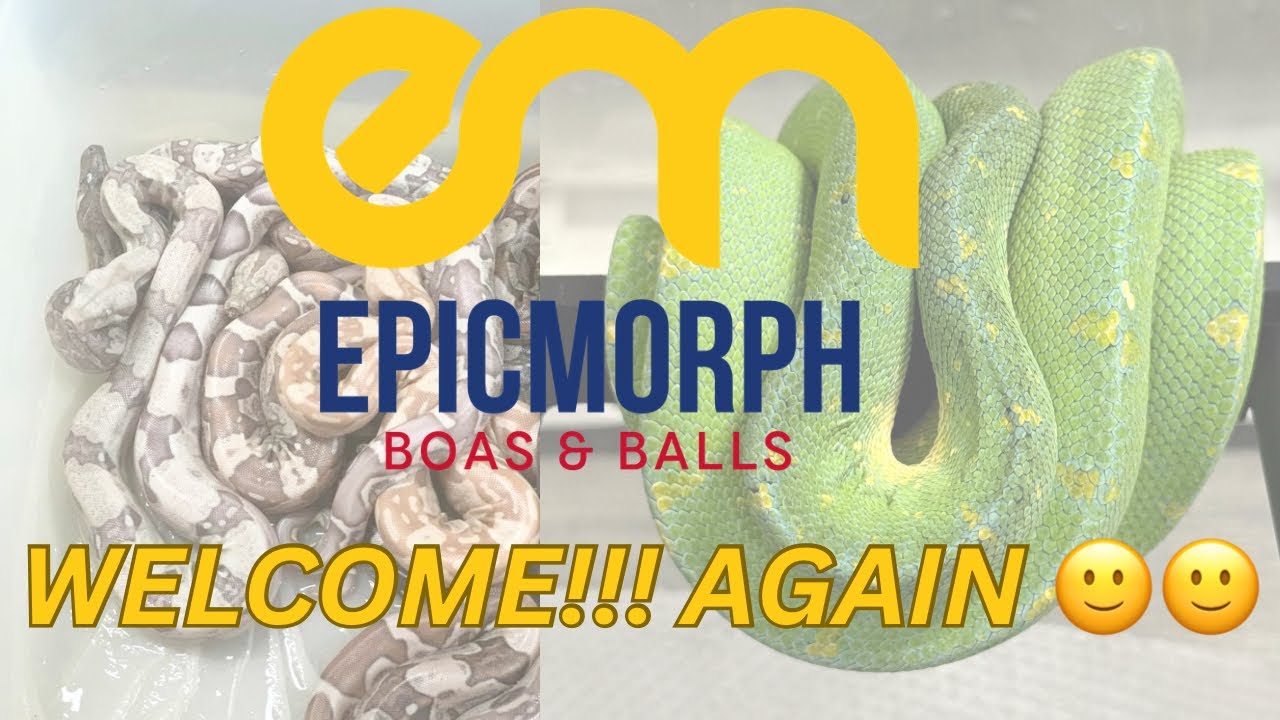 WELCOME!! BOAS!! CHONDROS/GTP and more! Snake room! 🔥🔥 #chondro #gtps #boas