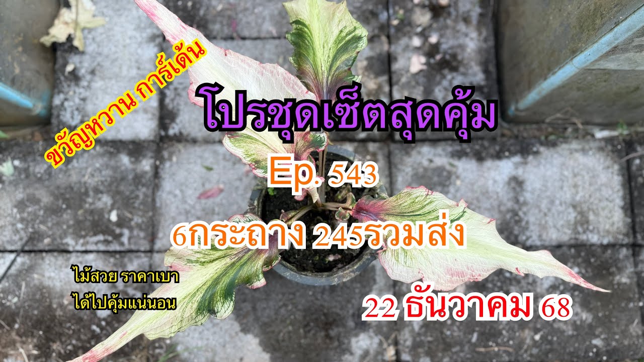 🌸🍀โปรชุดเซ็ตสุดคุ้มEp.543🌸🍀 22 มกราคม 2569☎️094-5323653 #บอนสี  #บอนสีขวัญหวานการ์เด้น